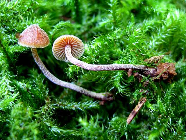 Galerina pruinatipes A.H. Sm.